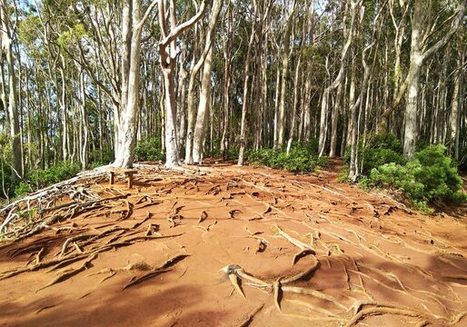 Hawaii Walking Mountain Trail White Trees and Roots above ground; Aiea Loop Trailhead