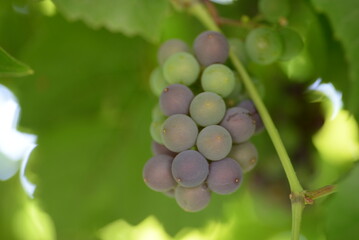 green blue grapes on a branch close-up