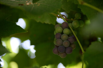 green blue grapes on a branch close-up