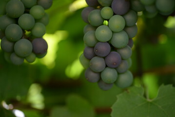 green blue grapes on a branch close-up