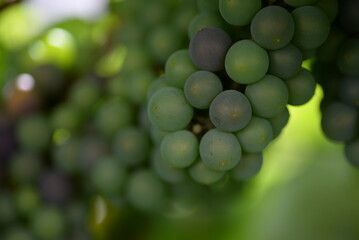 green blue grapes on a branch close-up