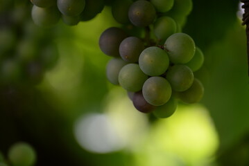 green blue grapes on a branch close-up