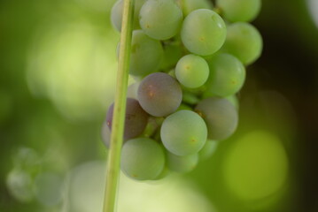 green blue grapes on a branch close-up