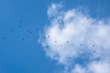 flock of storks migrating in the sky