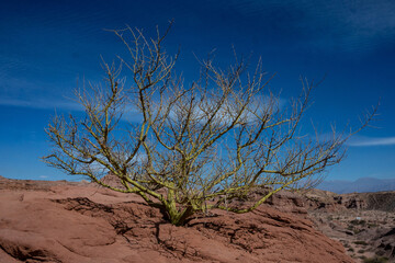palo brea es un arbusto que se encuentra en corredores aridos de los andes incluyendo el noroeste...