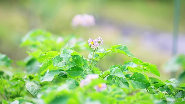 開花した畑のジャガイモの花