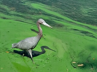 great crested grebe