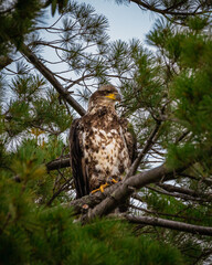 Young Juvenile Bald Eagle in Pine Tree with Talon and Beak Visible