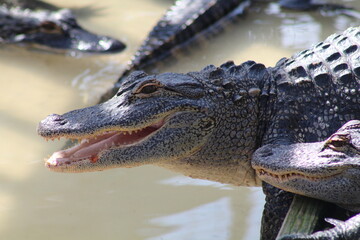 alligator in the everglades