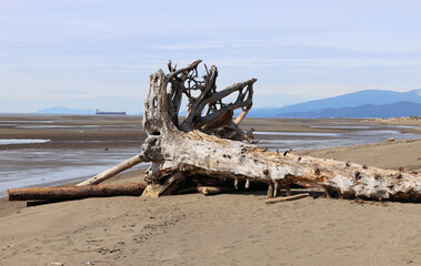 Trunk of big tree stranded on the beach
