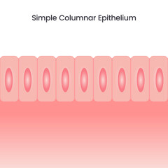 Simple Columnar Epithelium vector illustration background