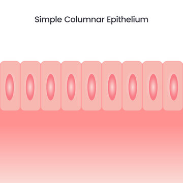 Simple Columnar Epithelium vector illustration background