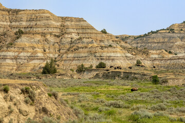 Bison Graze In The Valley Between Large Badlands Formations