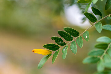 leaves on a branch