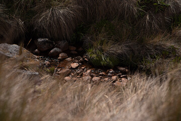 Nevado de santa isabel, vegetación de montaña paramo y hermosos frailejones de muchos años