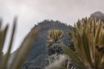 Nevado de santa isabel, vegetaci&oacute;n de monta&ntilde;a paramo y hermosos frailejones de muchos a&ntilde;os