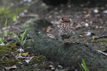 sparrow in a forest