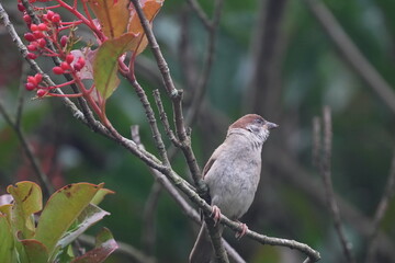 sparrow in a forest