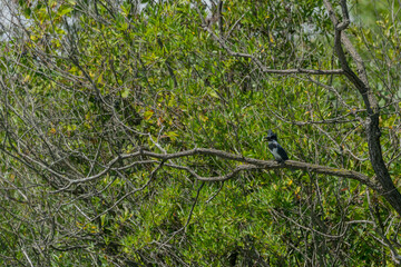 Kingfisher Bird, Avian