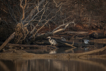 Great Blue Heron fishing in a marsh in Virginia