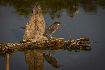 Green Heron fishing in a marsh in Virginia