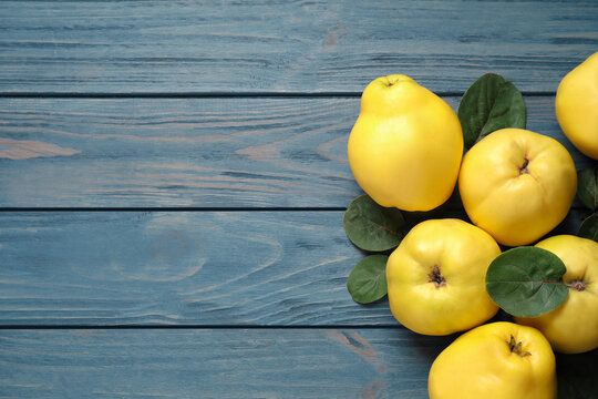 Fresh ripe organic quinces with leaves on blue wooden table, flat lay. Space for text