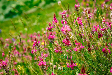 Pink wild flowers as background.