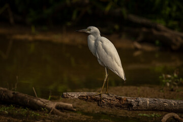Juvenile Little Blue Heron stands on a log