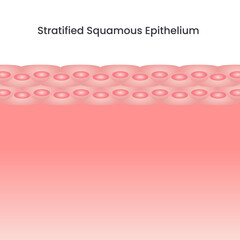 Stratified Squamous Epithelium Cells scientific background vector illustration