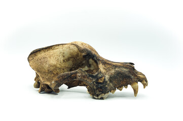 dog skull, remain dead animal head, bone skeleton detail, anatomical pet close-up