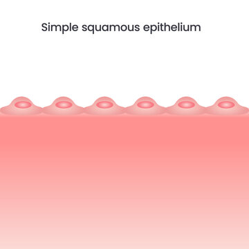 simple squamous epithelium vector illustration background