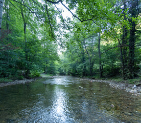 Floodplain forest river. Igneada district, Demirköy district. Trees and river. Trekking path in the forest. Walking pathway. Healthy lifestyle. Running in the forest. 