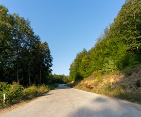 Fototapeta na wymiar Igneada Demirkoy District road in forest. Turkey vacation destination road.