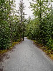 Fototapeta premium Pathway through Trees in Alaska