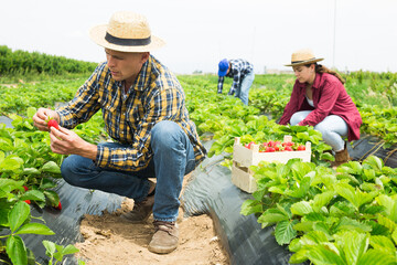 Portrait of focused man working on farm plantation during summer harvest time, picking fresh ripe sweet strawberries