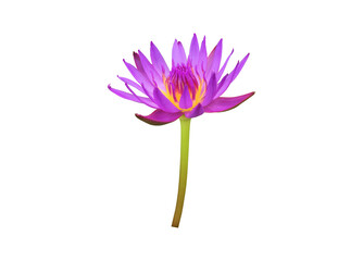 Isolated pink lotus or waterlily flower with clipping paths.