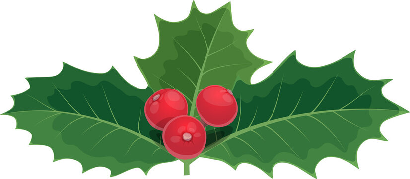 Mistletoe Xmas holly berry isolated vector