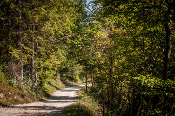Dirthpath in the middle of deciduous trees in a typical alpine forest in the Julian Alps in Slovenia, during a grey rainy day, in deep woods, in Europe......