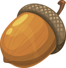 Nut of acorn or oak tree isolated realistic seed © Vector Tradition