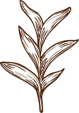 Garden Sage Isolated Vector Culinary Herb Sketch