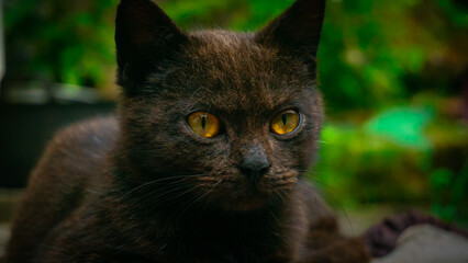 Black Cat with Bright yellow eyes. Head close-up photo