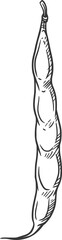 Pod of kidney bean isolated legume food sketch