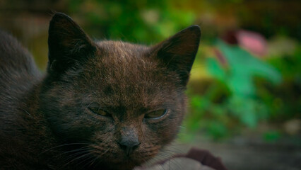 Black Cat with Bright yellow eyes. Head close-up photo