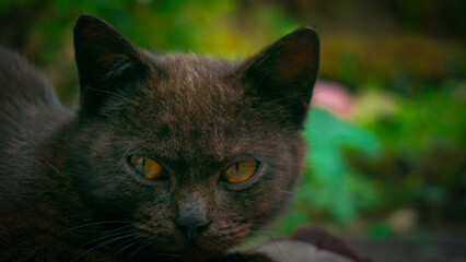 Black Cat with Bright yellow eyes. Head close-up photo