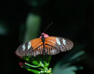 Fototapeta na wymiar Black, Orange, and White Heliconius erato or Red Postman Butterfly with Open Wings Perched on a Pink Flower