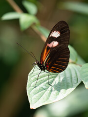 Red Postman Butterfly Perched on a Leaf with Wings Closed
