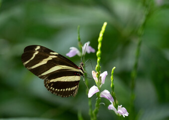 Zebra Longwing Black and Yellow Butterfly Feeding on a Lavender and White Flower