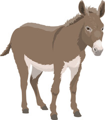 Ass or small horse isolated grey donkey animal