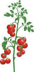 Tomato plant, cluster of cherry berries and leaves
