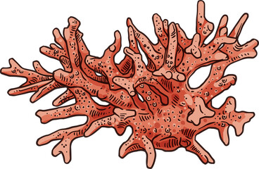 Pink hard coral marine nautical organism isolated - obrazy, fototapety, plakaty